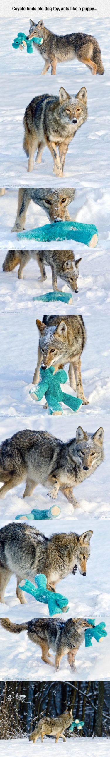 Coyote+finds+dog+toy%2C+becomes+puppers+again