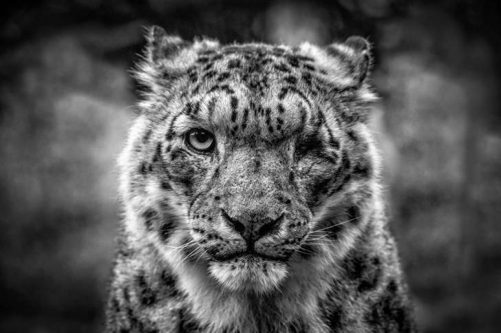 One eyed Snow Leopard