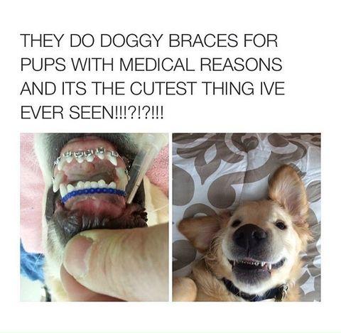 Doggy+braces