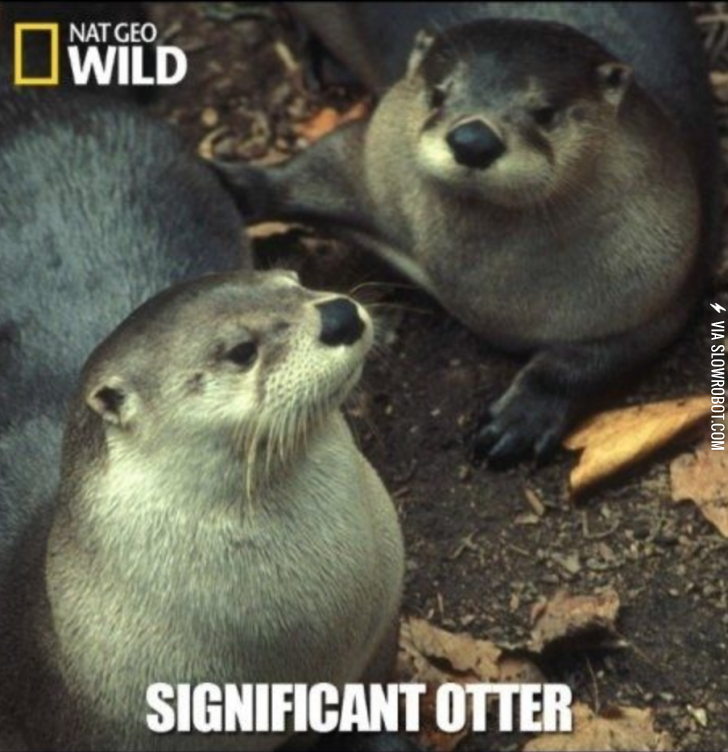 Significant+otter.