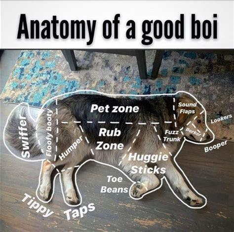 anatomy+of+a+good+boy