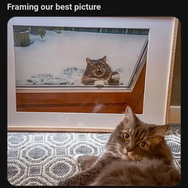 the+purrfect+photo