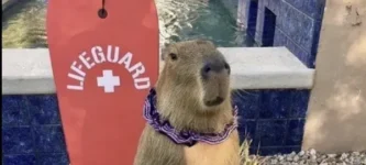 capybara-watch
