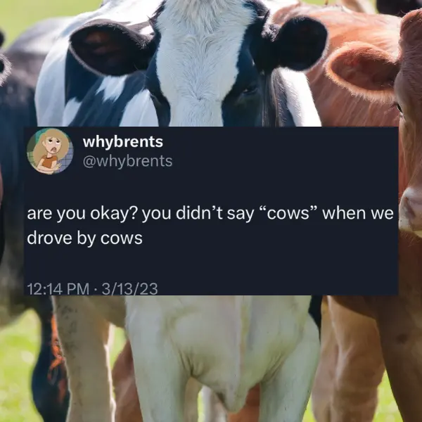 cow-lamity