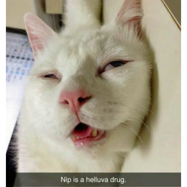 catnip+catnap