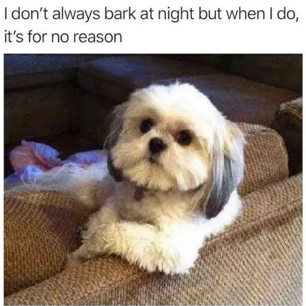 bark+at+dark