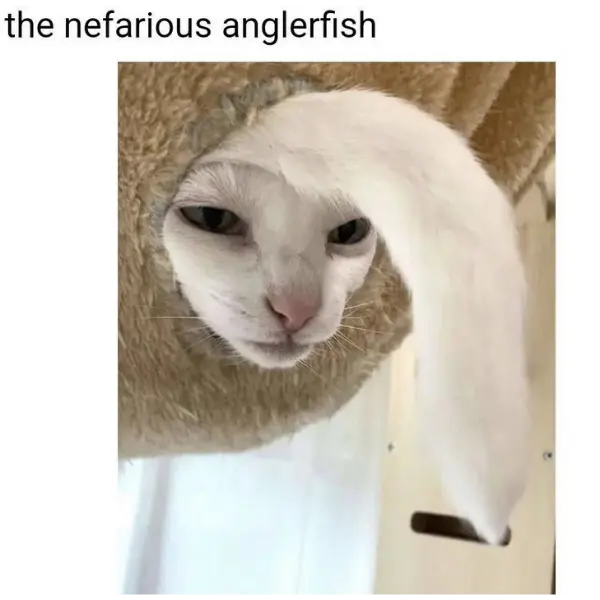 anglerfhiss