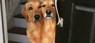 double+dog+dare