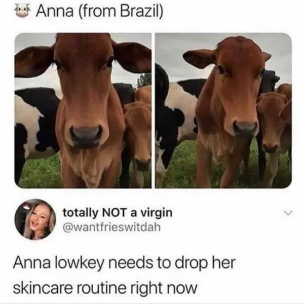 how+brow%2C+brown+cow%3F