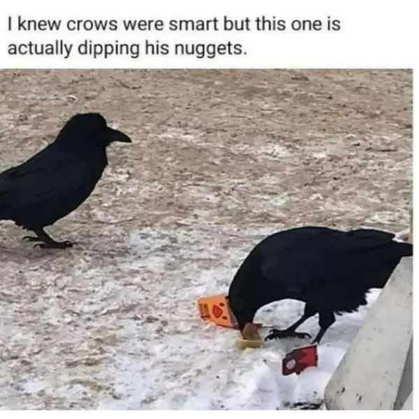 crow-nnoisseur