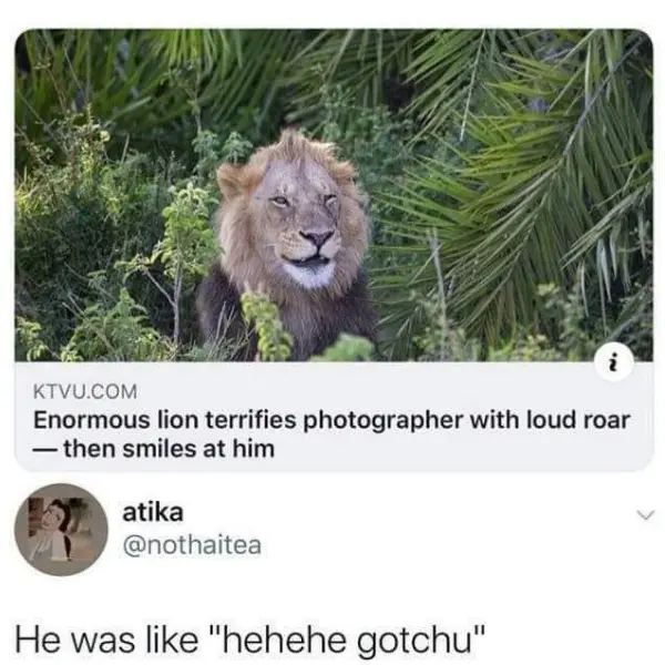 lion+around