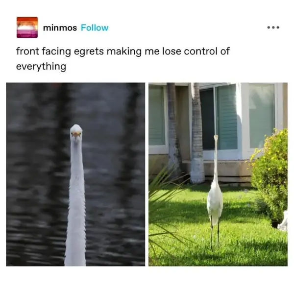 egret+regret