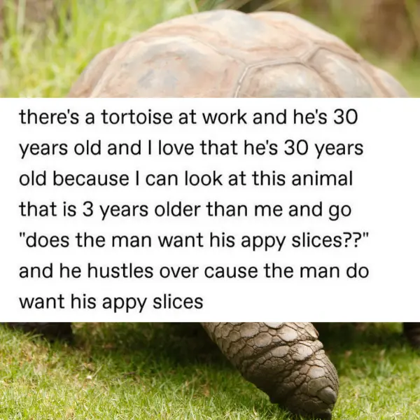 snapple+turtle